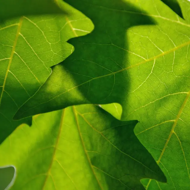 Green leaves growing in sunlight